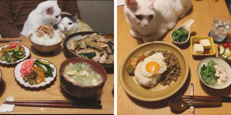 mèo ngày nào cũng chăm chỉ làm tốt công việc của mình